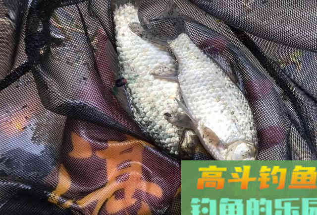 新手如何快速钓到鱼