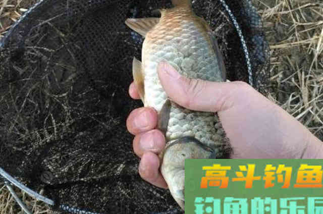 虫饵按我这样用，鲫鲤鱼一见就狂咬
