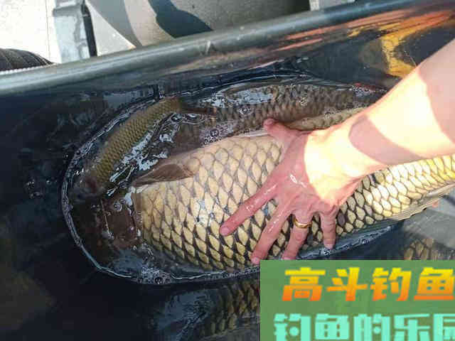 晚秋钓鱼，你可以试试这两款自制饵料