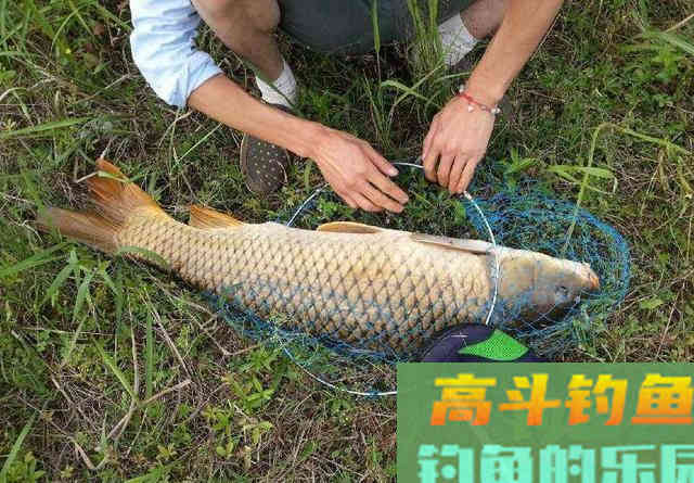 鲤鱼几月份开口吃玉米?我来告诉你 鲤鱼几月份开口吃玉米?我来告诉你