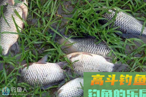 钓鱼王鱼饵的冬钓鲫鱼饵料配方大全
