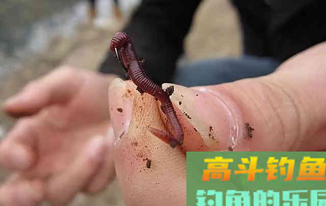 我是如何用蚯蚓钓鱼的