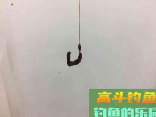 蚯蚓挂法还能影响中鱼率？别不信，蚯蚓挂的好确实中鱼率高