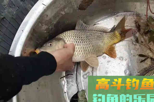 钓鲤鱼只要用好这打窝诀窍，根本不愁鱼获不够好