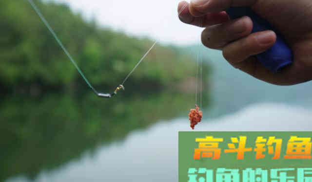根据鱼情开饵料，千万不要迷信一种饵料状态
