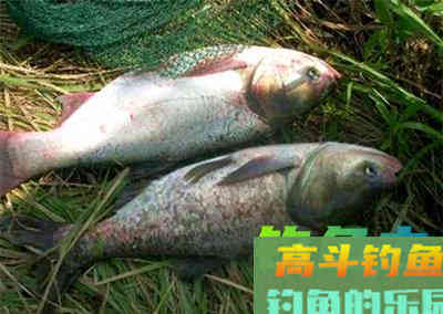 二十四款钓鲢鳙商品饵料介绍
