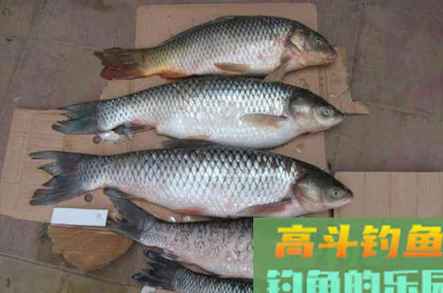 伏天一到，鲤鱼就难钓，如果我有这特效鲤鱼饵