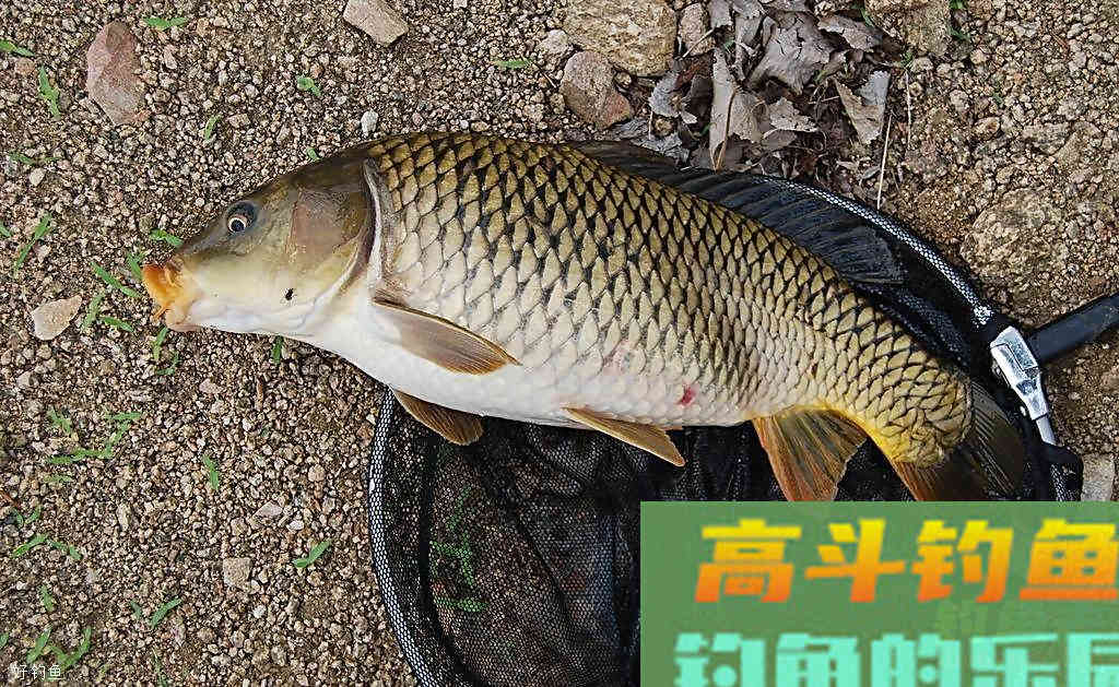 夏季高温多雨，用这款老鬼饵料配方钓鲤鱼最方便