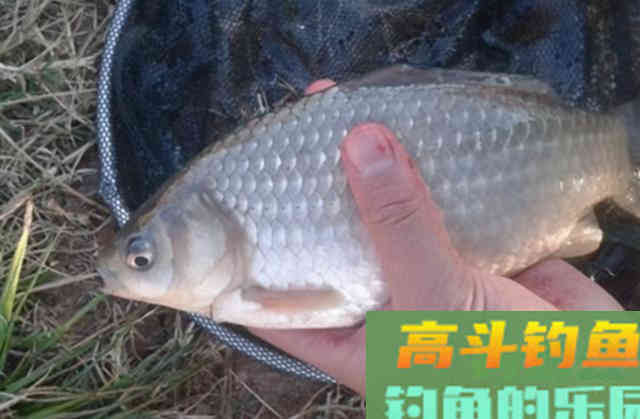 水情、鱼情不适合钓鱼该怎么办