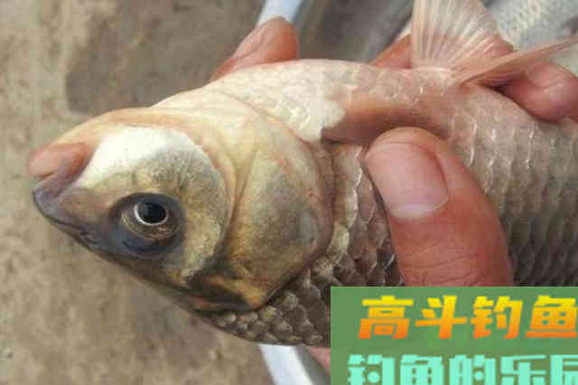 钓了三十年鱼这诱鱼“八字诀”简单又实用