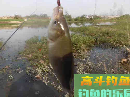 清明用蚯蚓钓鱼，2种状态要格外区分；不然，鱼会光吃窝料不咬钩