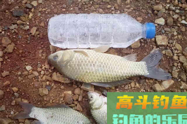 天冷后，钓点有鱼却不咬钩？按我说的做