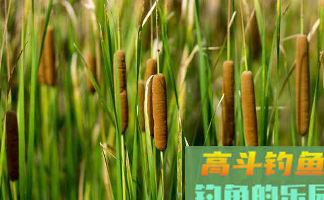 选对鱼道才是狂口的关键，否则别人疯上你没口