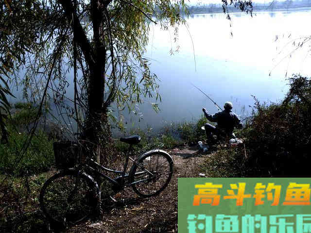 我钓鱼时常遇到的那位高手老黄，钓法出其不意