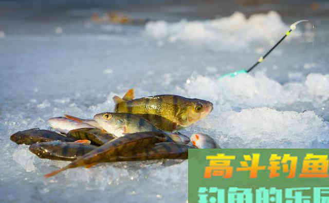 冬季拉饵怎么开