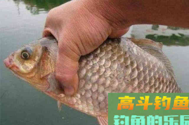 这5种特效饵专攻板鲫，试过的人绝非等闲之辈