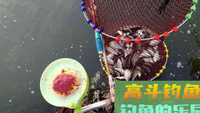 钓鱼不要总想着什么饵料好用，你先明确这一点