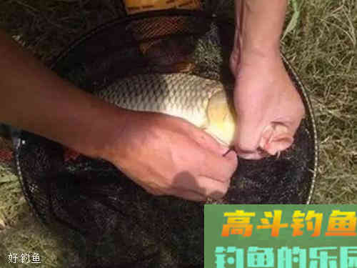 丸九鲤鱼配方及用饵技巧，适应不同鱼情