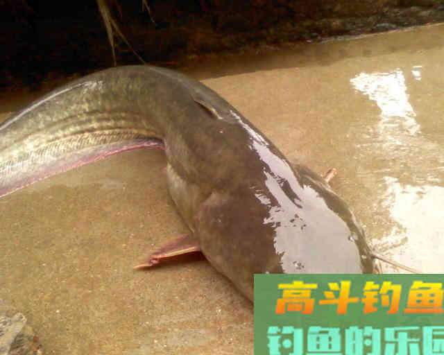盘点几种夏天野钓的天然重窝，不用打窝直接钓