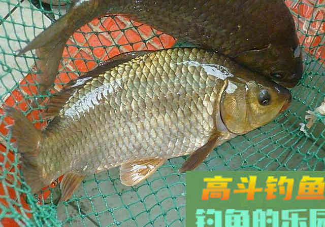用哪一种饵料打窝，进窝大鲫鱼会更多