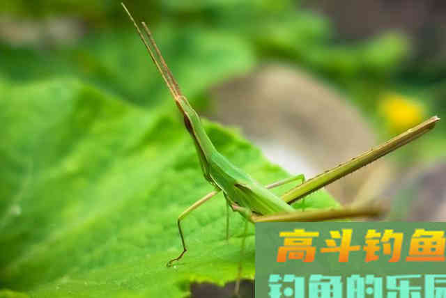 草鱼爱吃的饵料不在渔具店，而是在水边
