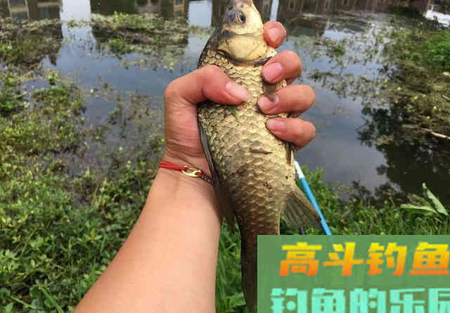 新手如何快速钓到鱼
