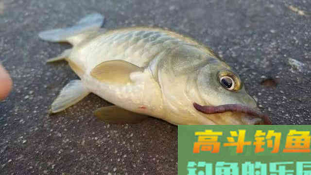 这三种判断鱼情的门道，没有十年钓龄基本做不到