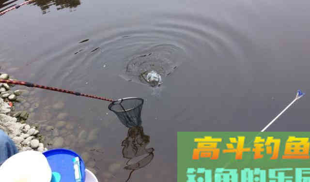 别再被商家忽悠了，鱼钩重量、粗细并不影响上鱼率