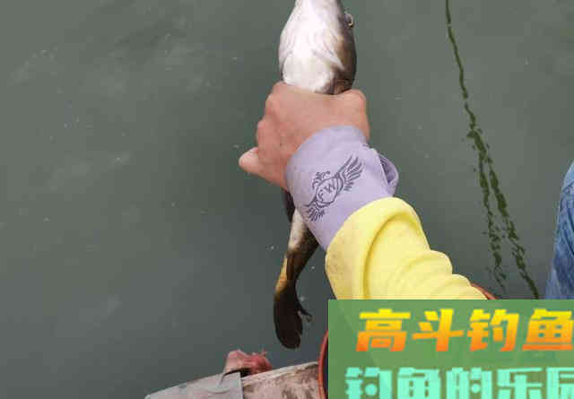 几百一瓶的小药水，真能帮你多钓鱼吗
