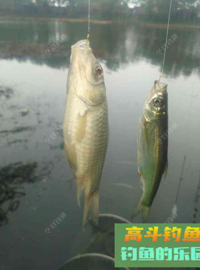 [春季放流]江湖猎人饵料，果然名不虚传