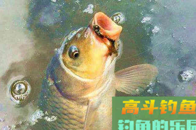 伏天一到，鲤鱼就难钓，如果我有这特效鲤鱼饵