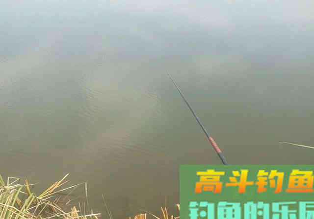 生活中的这些食物，不仅可以吃，也可以拿来做饵料添加剂