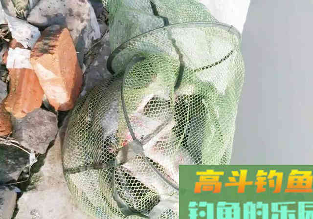同样的鱼塘，同样的饵料，同样的钓法，为何渔获不同
