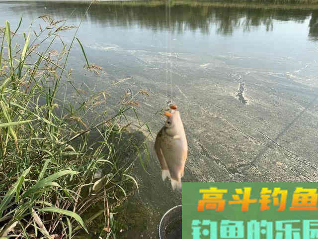 真的是早上鱼口最好吗？其实鱼的开口时间与水质关系很大