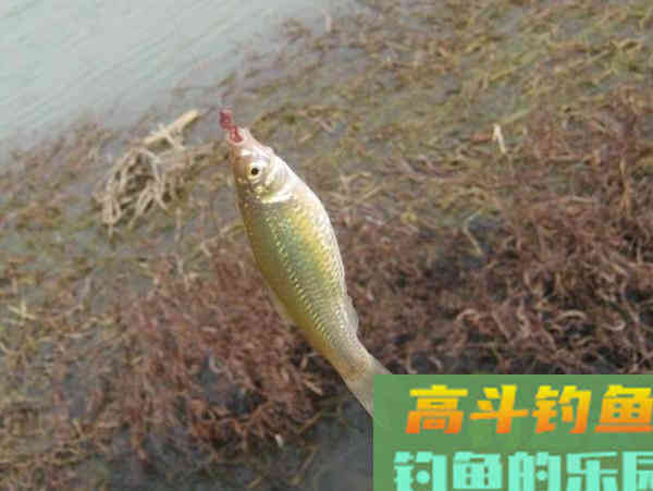 高频率抽杆，诱鱼效果是杠杠滴，但在冬天要慎用