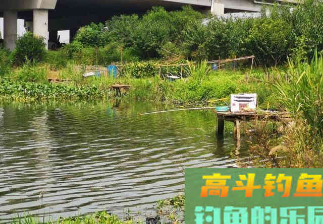 鱼偏食、停口就是小药的错？野钓者对小药误解太深