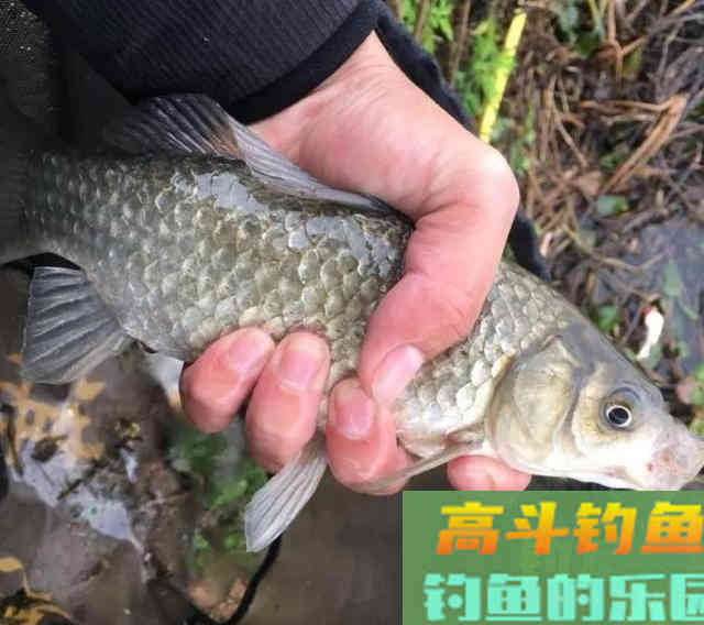 避杂鱼钓大鱼，手把手教你