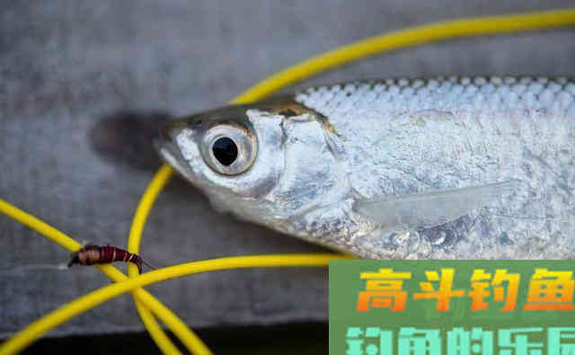 单一用饵是你空军的核心！开饵思路稍作调整