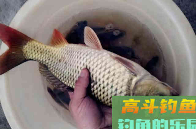 鲤鱼钓了三十年，至今才公开这饵料