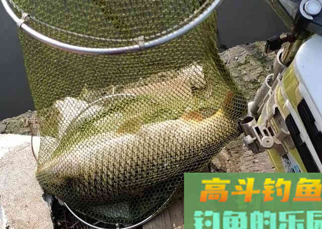 春季的鲤鱼不挑食，但这样搭配饵料效果更好