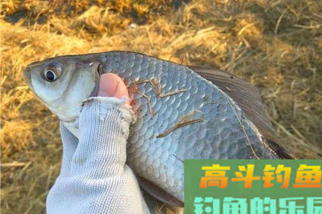 冬天无论在哪钓，只要换用这诱鱼八字诀，上鱼速度快