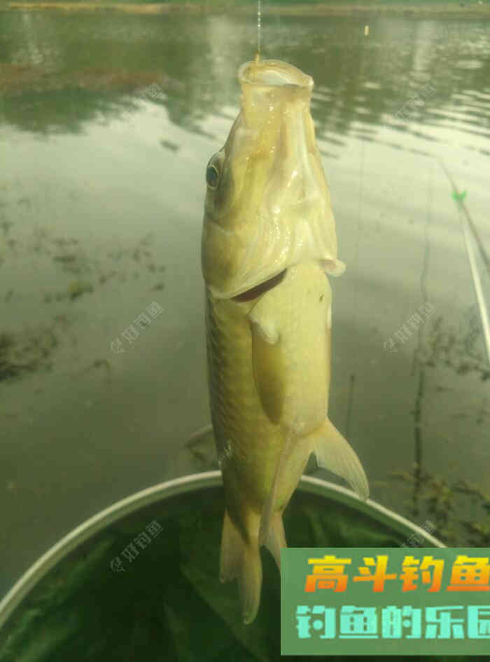 [春季放流]江湖猎人饵料，果然名不虚传