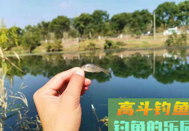 钩条的粗细会影响鱼吃口吗？黑坑与野钓有区别