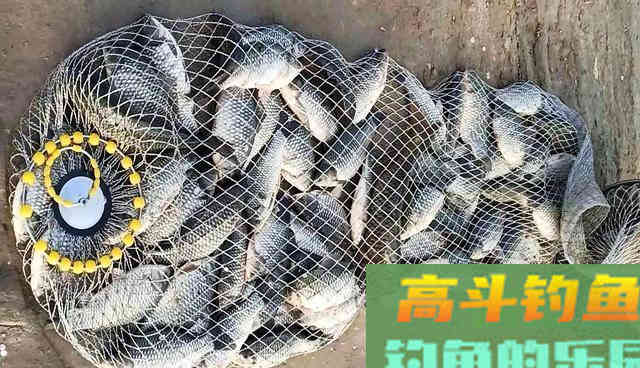 同样都是钓鱼，为何专业钓鱼人，不如三农钓鱼人渔获多