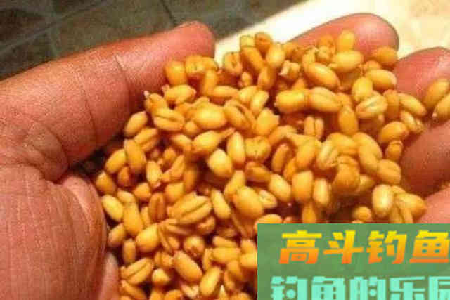 春天还嫌鱼不好钓？赶紧试用这2种窝料