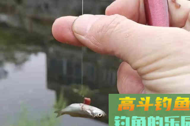 饵料还没到底，就被小白条一抢而空？那是你没这3招