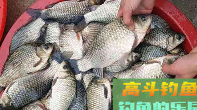 春季野钓用饵有妙招，这招用得好，不愁没渔获