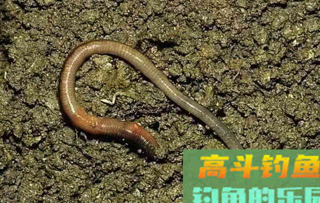 冬钓用蚯蚓，这些禁忌得了解