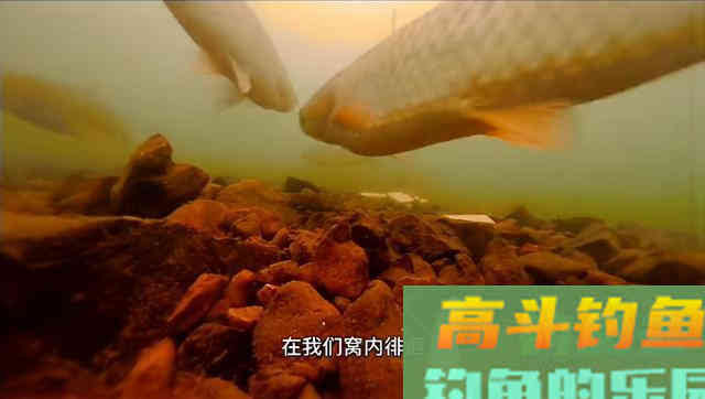 压缩饼干打窝是交智商税吗？钓鱼人实测，水下镜头记录全过程