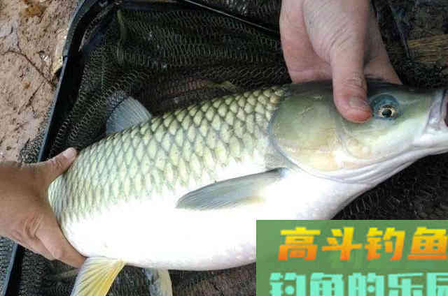 立秋过后，不知用这草鱼饵有多过瘾